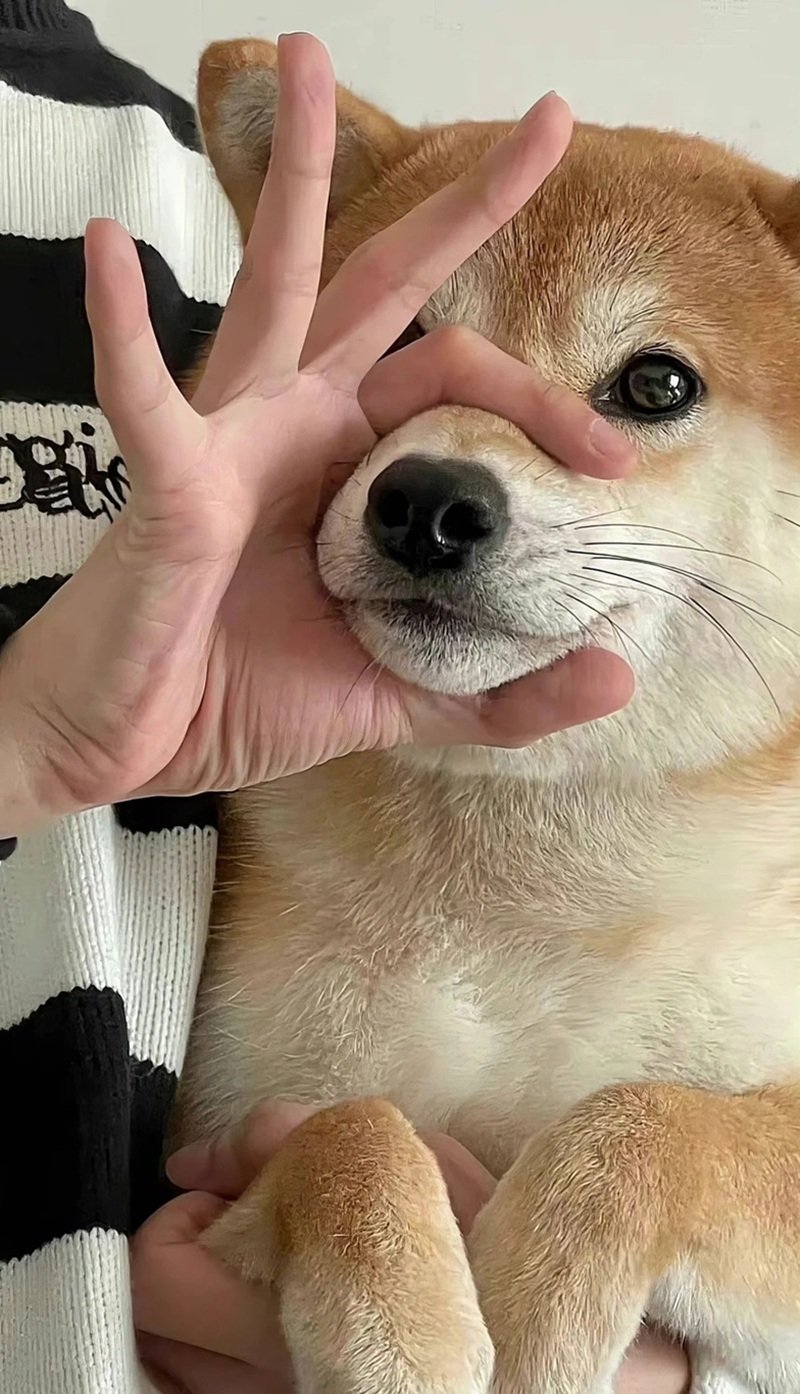 meme phản ứng mạng meme im lặng