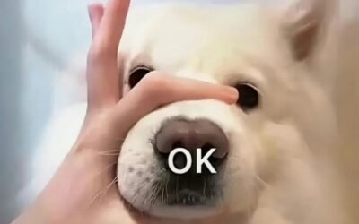 meme im lặng 31