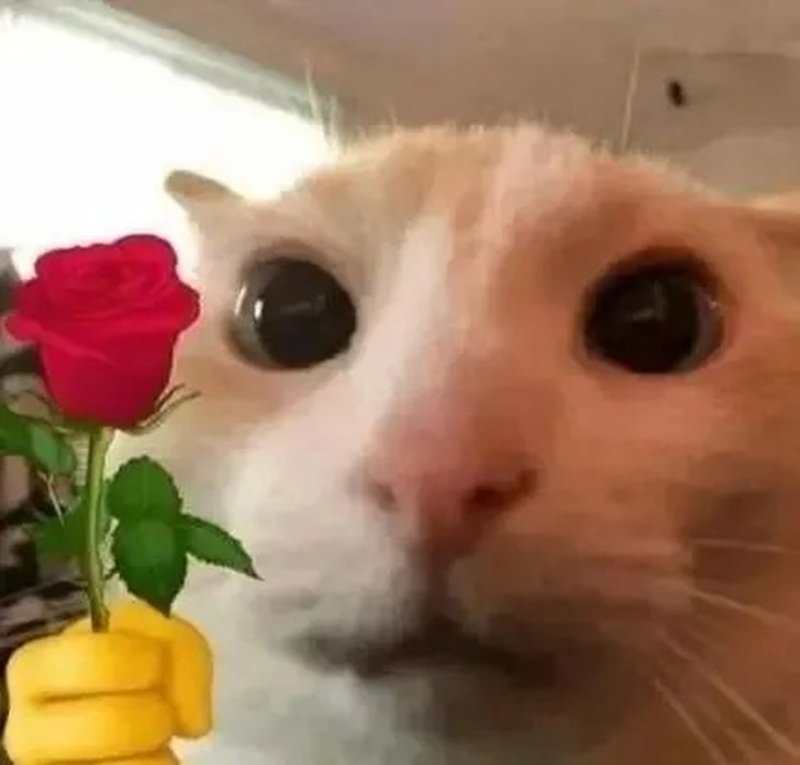 cảm xúc dễ thương meme yêu