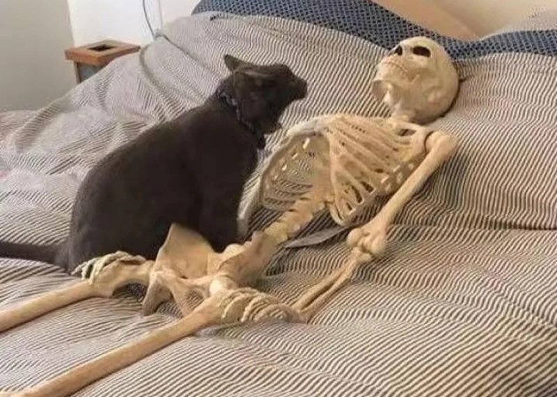 skeleton meme hài hước với bộ xương nhảy múa