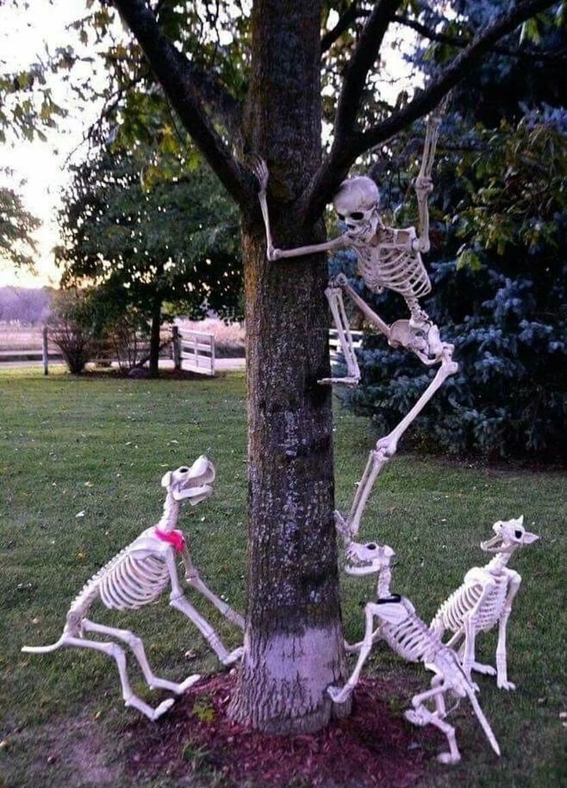 cảm giác vui nhộn khi xem skeleton meme hài hước