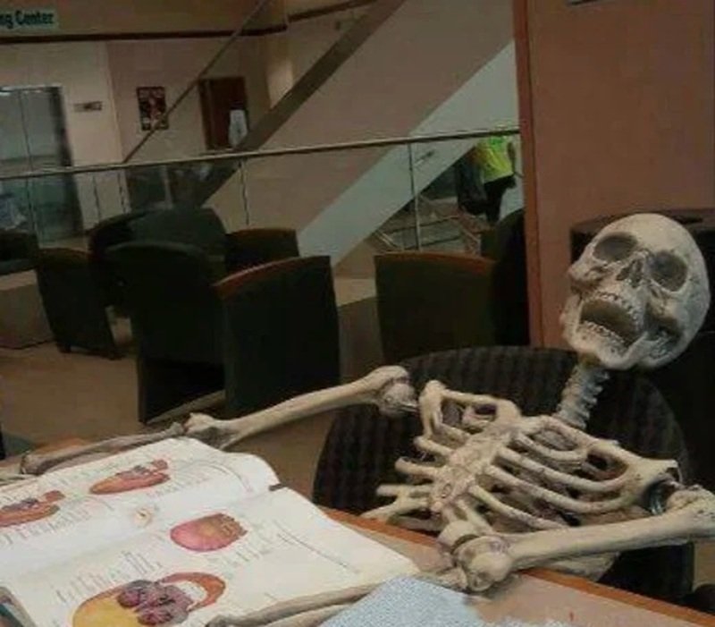 skeleton meme khiến người xem thích thú