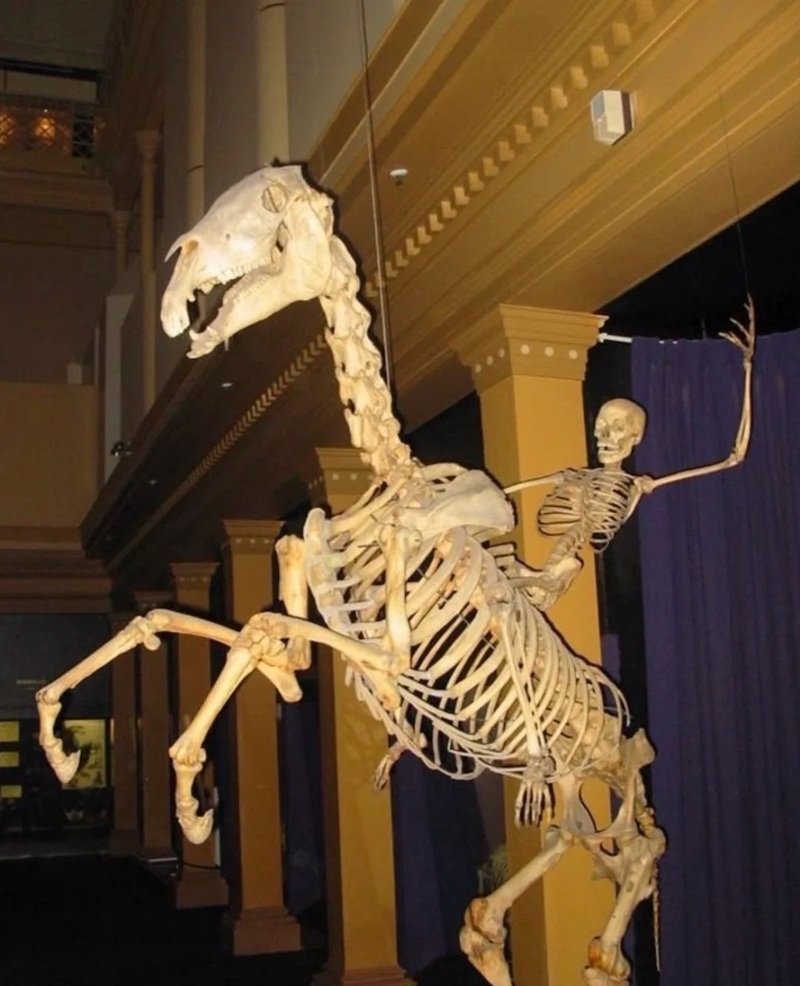 cảm giác bất ngờ khi xem skeleton meme vui nhộn