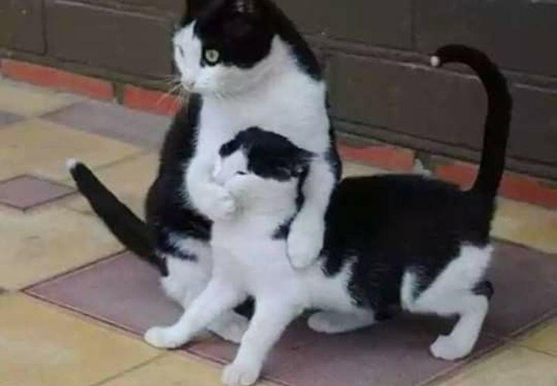 Biểu cảm hài hước của suỵt meme cực lầy lội