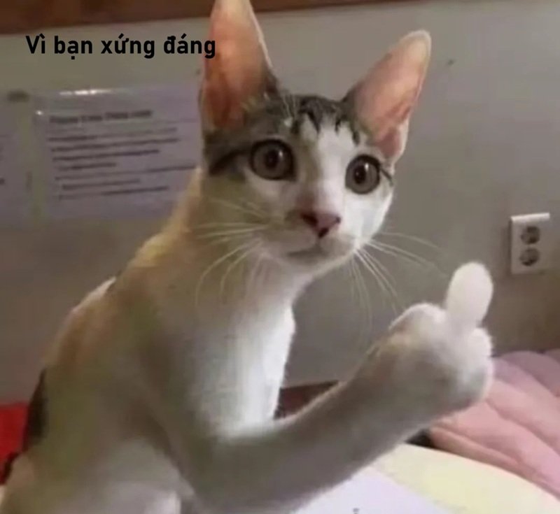 meme vui vẻ vì bạn xứng đáng một ngày trọn vẹn