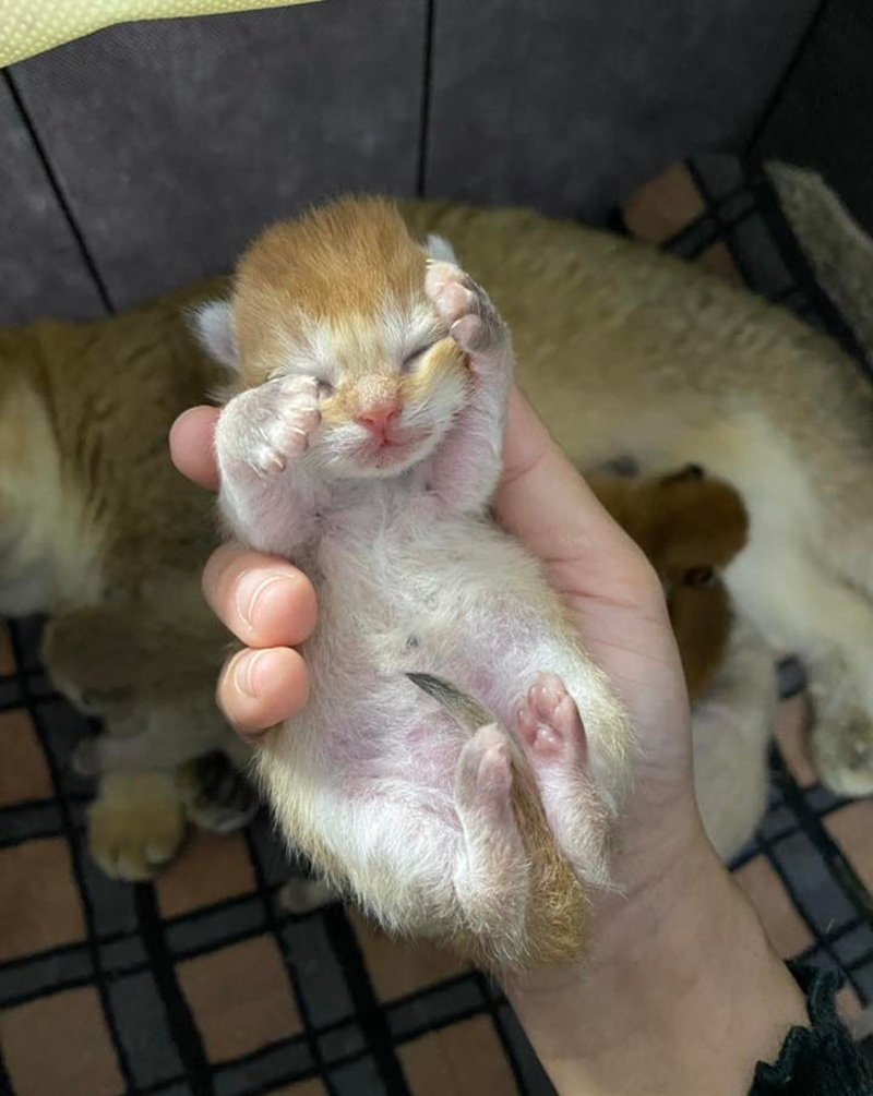Meme mèo ôm đầu với nét mặt khó đỡ siêu hài