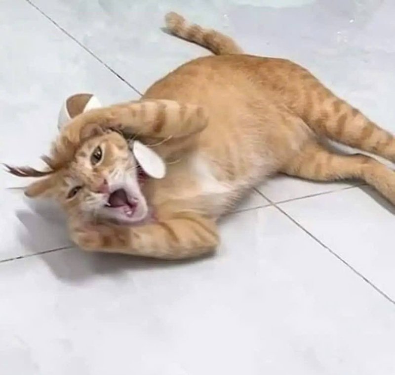Ảnh meme mèo ôm đầu đang lan truyền mạnh