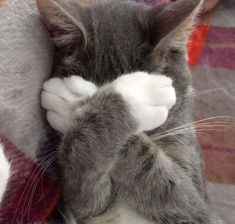 Meme mèo ôm đầu với biểu cảm bất lực cực vui