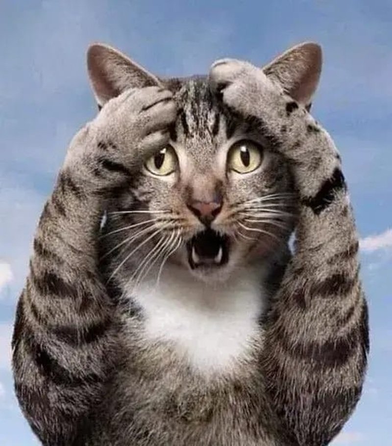 Hình meme mèo ôm đầu dùng trong chat cực hợp