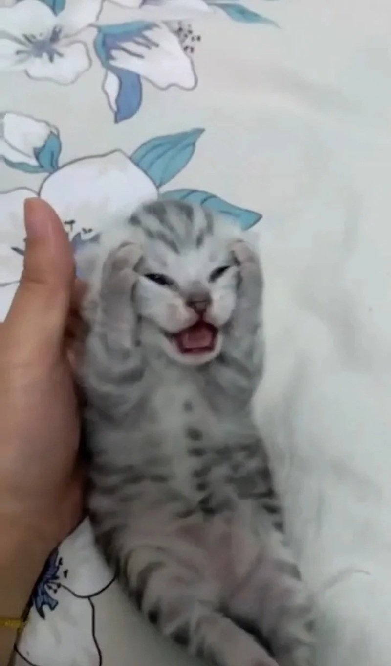 Meme mèo ôm đầu phong cách hoạt hình hài hước