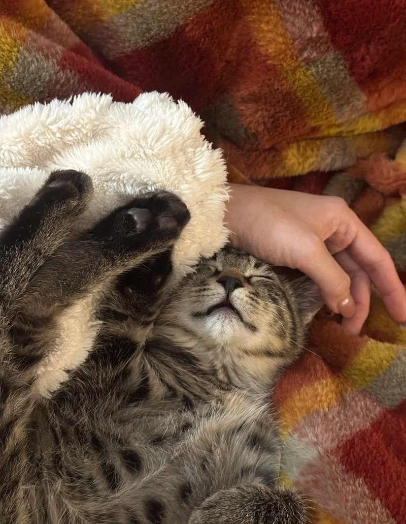 Meme mèo cute hoảng loạn ôm đầu