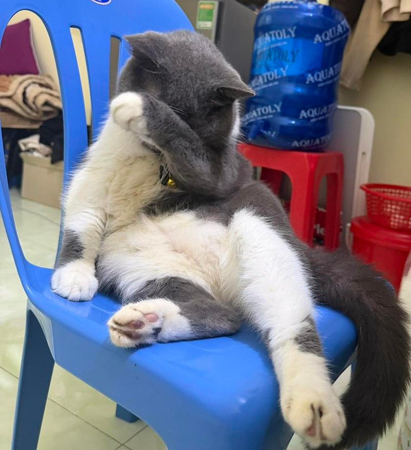 Biểu cảm hài hước trong loạt meme mèo ôm đầu viral