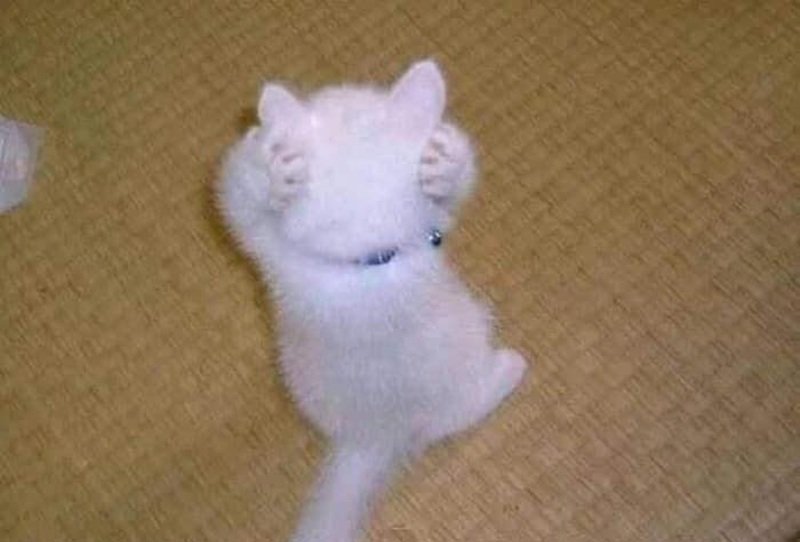 Meme mèo ôm đầu nhẹ nhàng nhưng đầy tính giải trí
