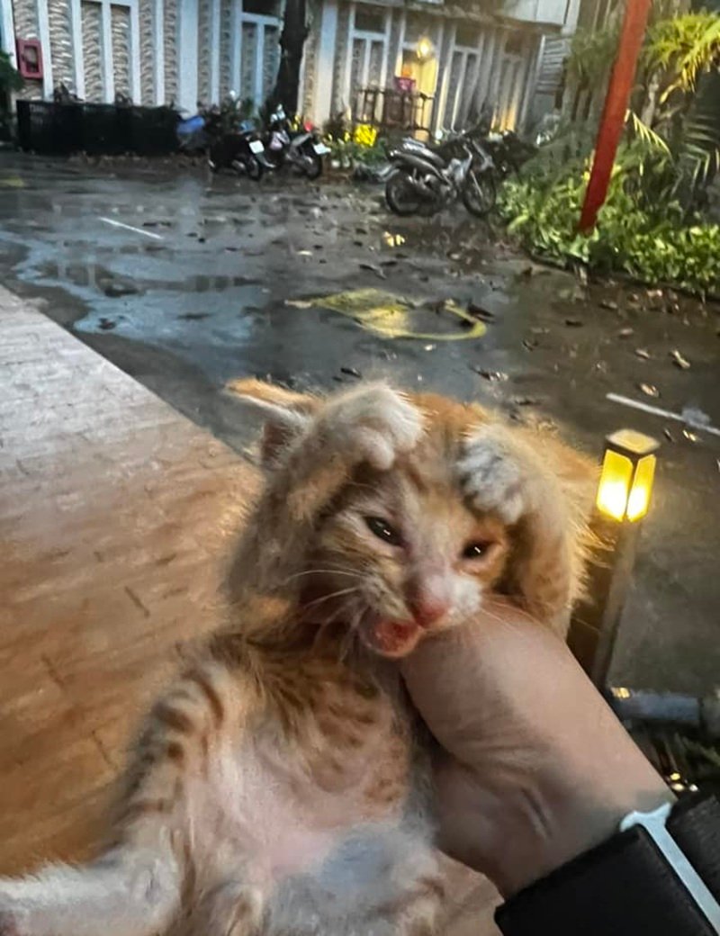 Tổng hợp meme mèo ôm đầu đang hot trên mạng xã hội