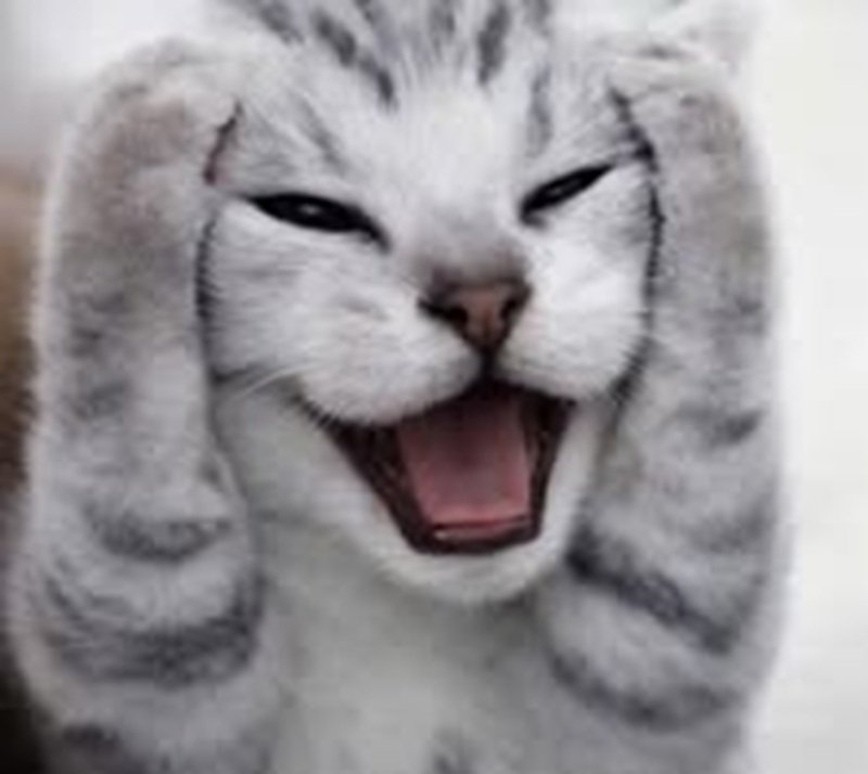 Meme mèo ôm đầu thể hiện sự bối rối cực kỳ dễ thương