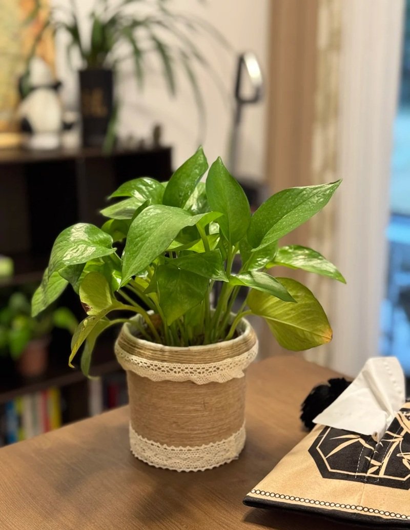 trang trí chậu cảnh 14