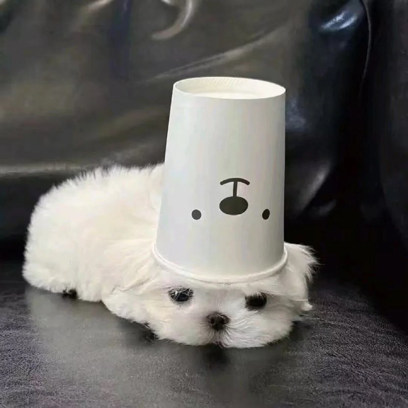 Avatar nữ cute đẹp chất lượng cao