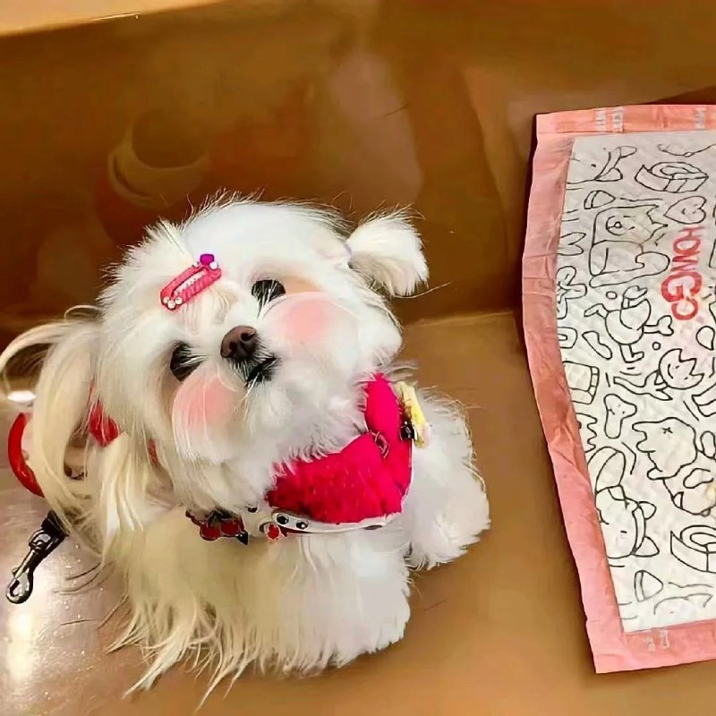 Top 36 ảnh đại diện đẹp cho nữ cute cho Instagram