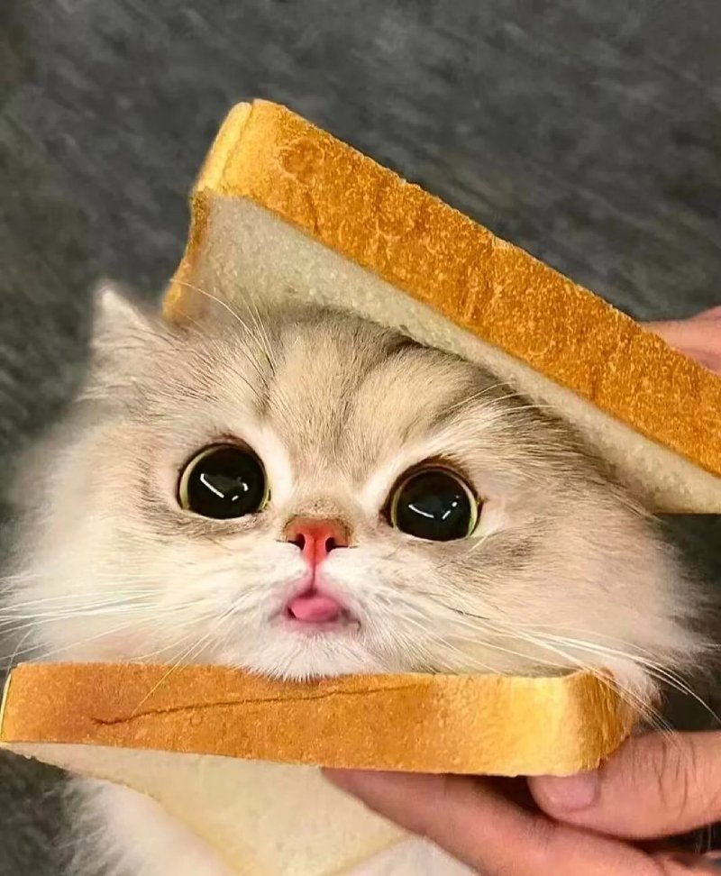 Top 36 ảnh đại diện đẹp cho nữ cute trong sáng