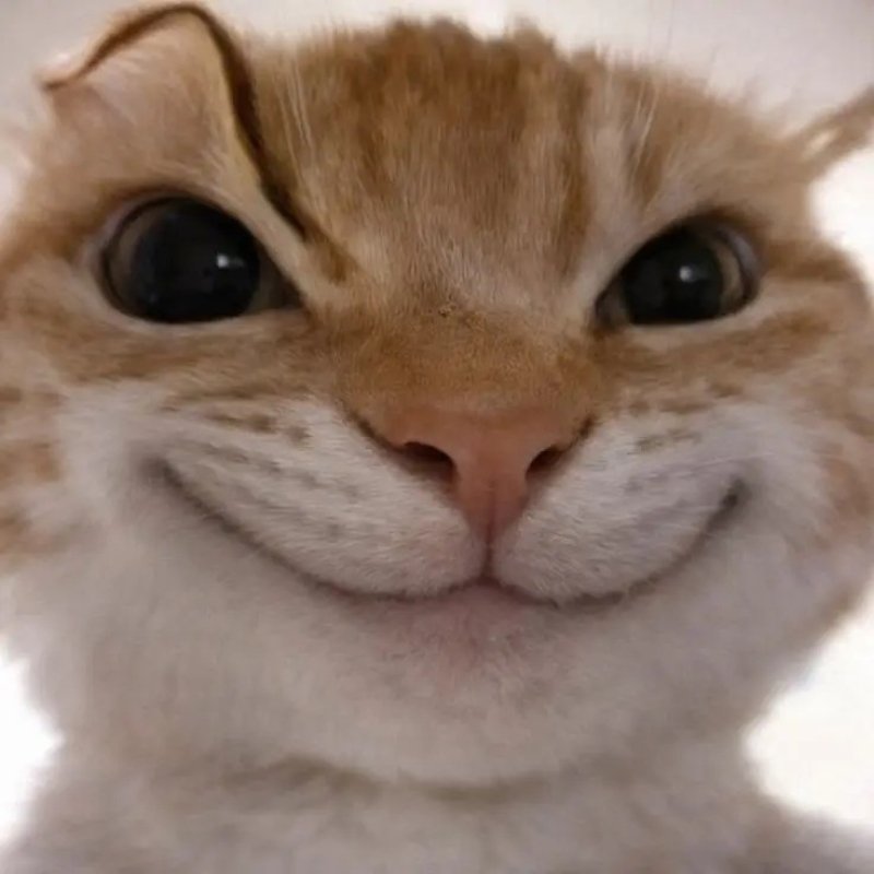 Ảnh đại diện meme ngộ nghĩnh dễ thương
