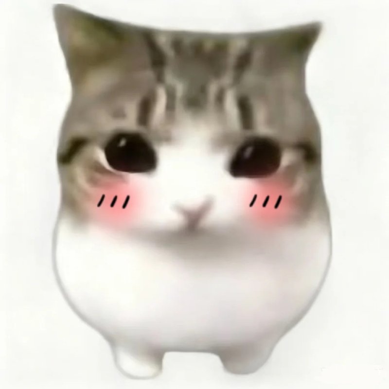 Ảnh meme cute làm ảnh đại diện
